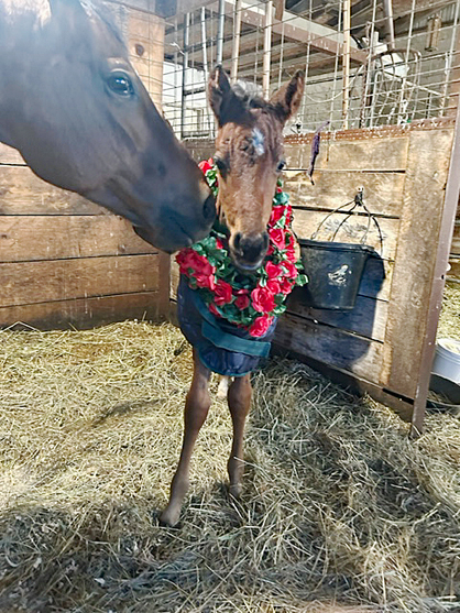 Draped In Roses – Theodore Beats the Odds in True Kentucky Fashion