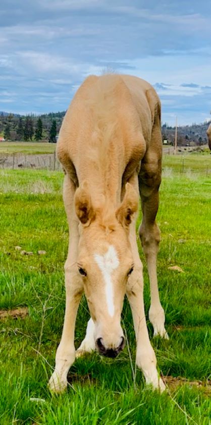 EC Foal Photo of the Day – Tulip