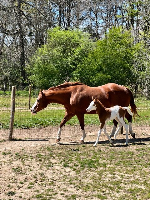 EC Foal Photos of the Day – The Luck of the Irish