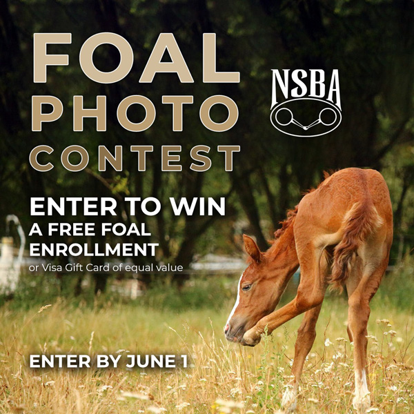 NSBA Foal Photo Contest
