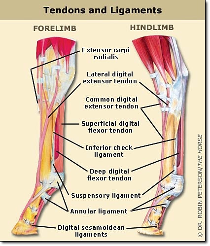 Tendons and Ligaments of the Horse