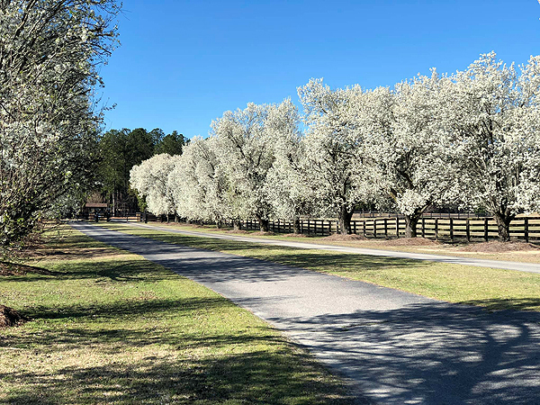 A Dream Come True: Hassinger Equine Reproduction Center Offers High-End, Full-Service Show Horse Care