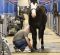 Horse Show End-of-Day Care Routines