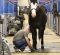 Horse Show End-of-Day Care Routines Horse Show End-of-Day Care Routines