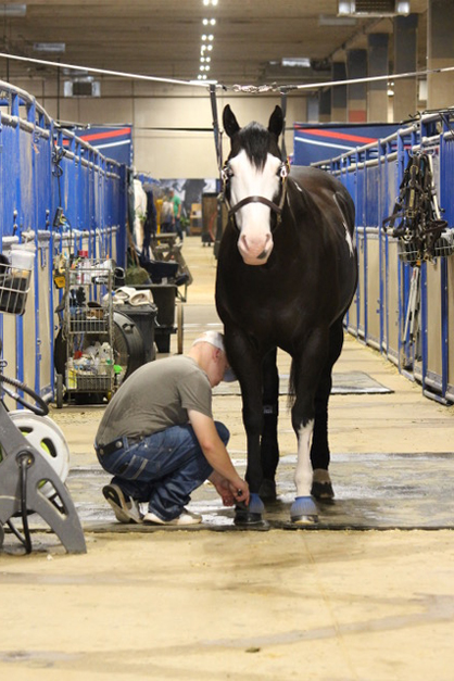 Horse Show End-of-Day Care Routines