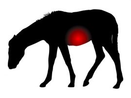 Colic Research: Colonic Microchip Trackers in Horses