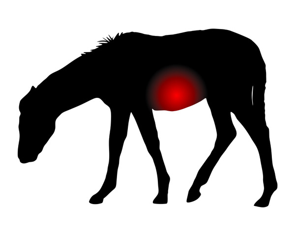 Colic Research: Colonic Microchip Trackers in Horses