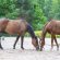 Manure Eating in Horses: Multiple Explanations Exist