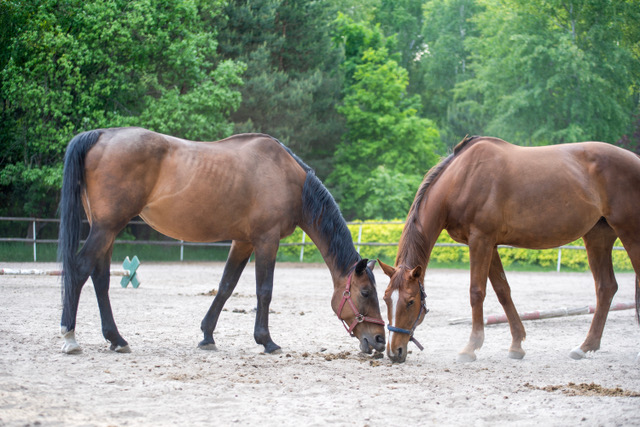 Manure Eating in Horses: Multiple Explanations Exist