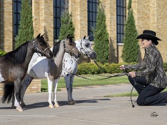 From Superhorse to Mini Horse