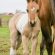 EC Foal Photo of the Day – One Dynamic Legend