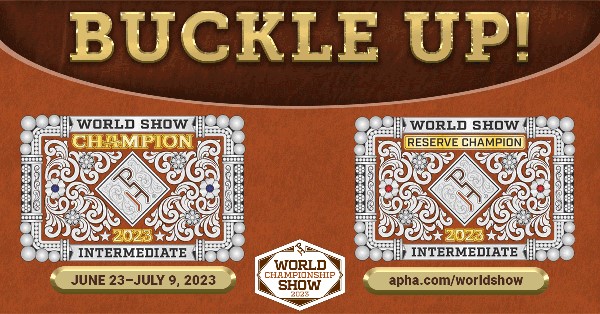 Buckles Galore—65 Intermediate Classes at the 2023 APHA World Show