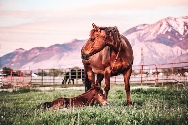 2023 AQHA Standing-Committee Reports Available