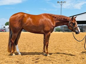 Flash Auction – AQHA Gelding for Walquist Family