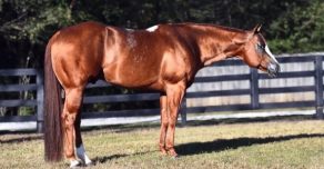 White-spotting Gene W35 Adds More Opportunities for Paint Breeders