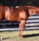 White-spotting Gene W35 Adds More Opportunities for Paint Breeders