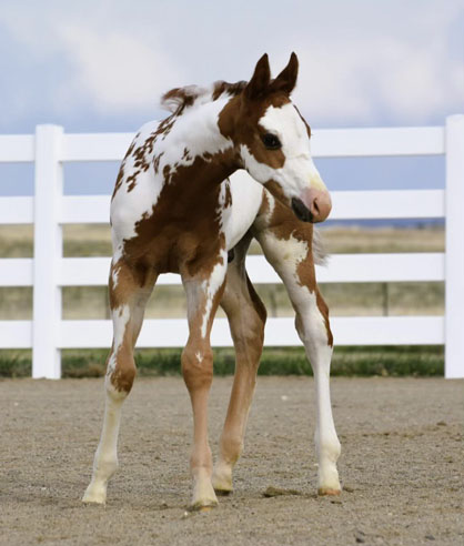 EC Foal Photo of the Day – The Ideal Paint
