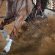 2023 Farnam AQHA World Championship Show Changes