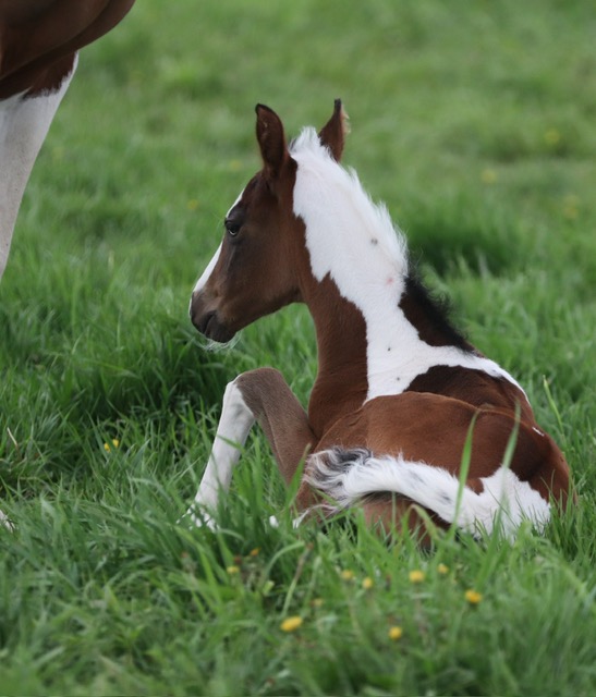 EC Foal Photo of the Day – OSA Filly