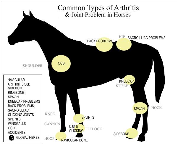 Osteoarthritis in Horses