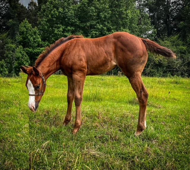 EC Foal Photo of the Day – The Cocktail Waitress