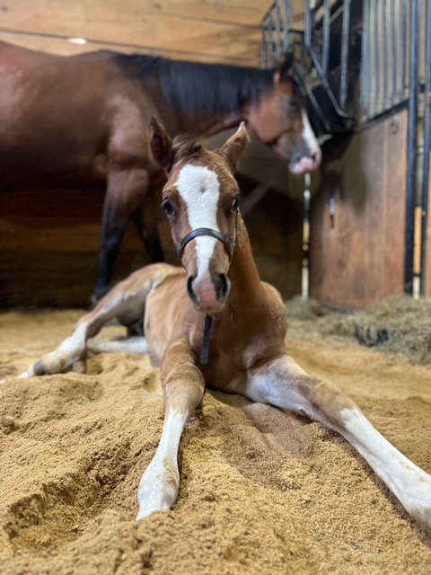 EC Foal Photo of the Day – Hello, Monday!