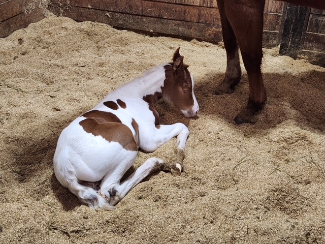 EC Foal Photo of the Day – Baby Sloan