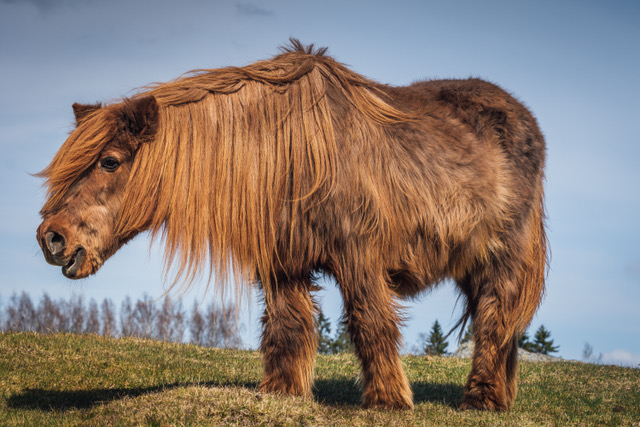 Cushing’s Disease in Horses and Importance of Diet