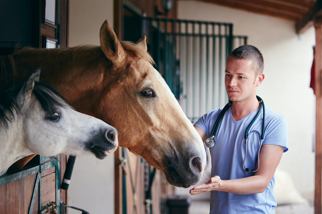 Gastric Health in Horses: Omeprazole Beneficial for Squamous, But Not Glandular, Ulcers