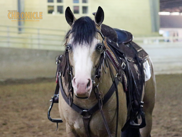Equine Science Update: Horses know when you are happy or sad