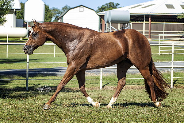 AQHA/APHA Stallion Figured Im Invited Joins Hassinger-Owned Lineup