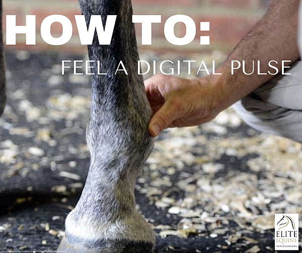 Do You Know How and Why to Feel Your Horse’s Digital Pulse?