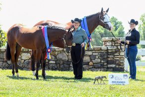 2023 VPHC Virginia Color Classic Futurity Results