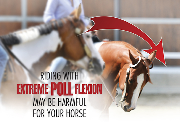 Riding With Extreme Poll Flexion May Be Harmful For Your Horse