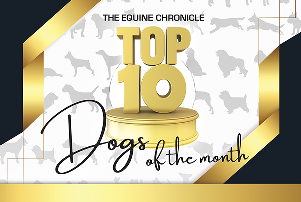 The Equine Chronicle’s Top 10 Dogs Of The Month