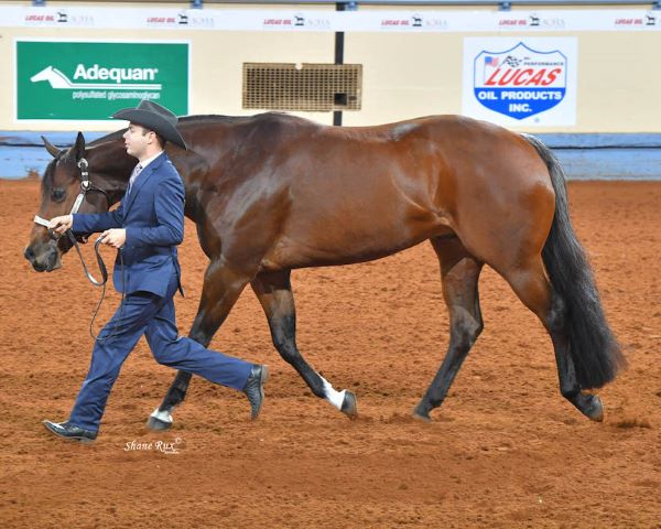 AQHA World Show Jackets are Back!