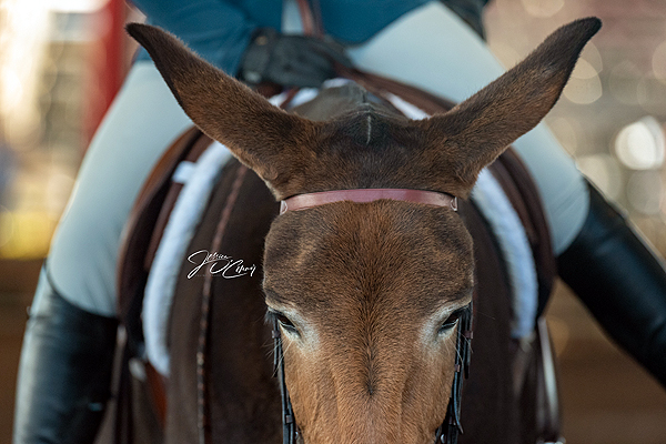 Around the Rings – 2023 SC State Fair Donkey & Mule Show
