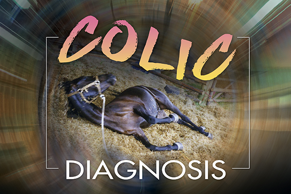 Colic Diagnosis Can Save A Horse’s Life