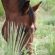 Get the 2024 AQHA Rulebook