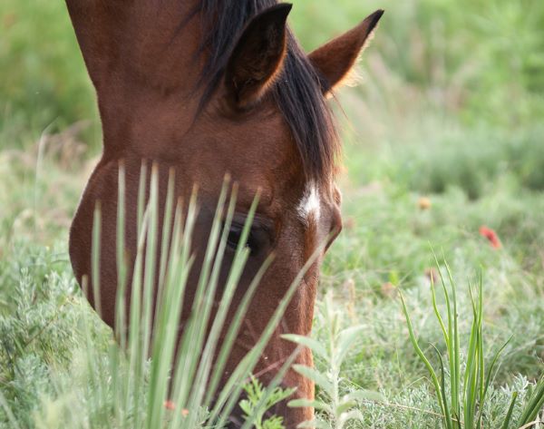 Get The 2024 AQHA Rulebook Equine Chronicle