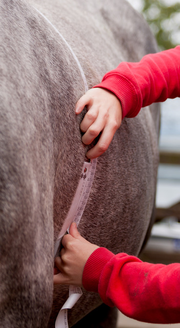 Weighing Horses: The Truth About Weight Tapes