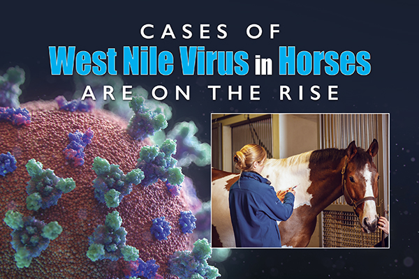 Cases Of West Nile Virus In Horses Are On The Rise