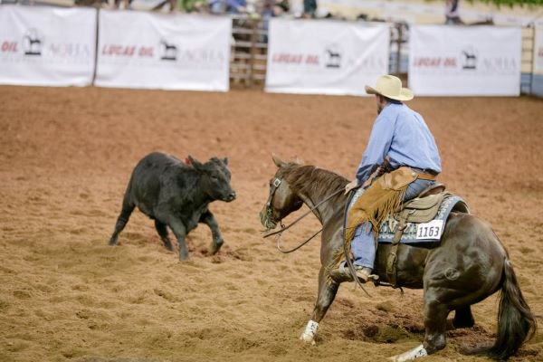 AQHA Performance Horse Black Type