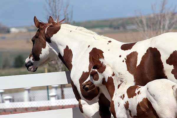 EC Foal Photo of the Day – CN Double The Roses