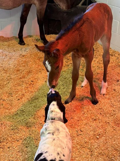 EC Foal Photo of the Day – Ditty Up Baby!
