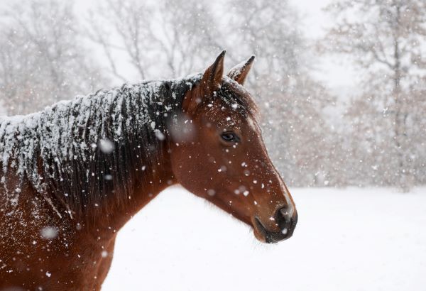 Equine Winter Warmth