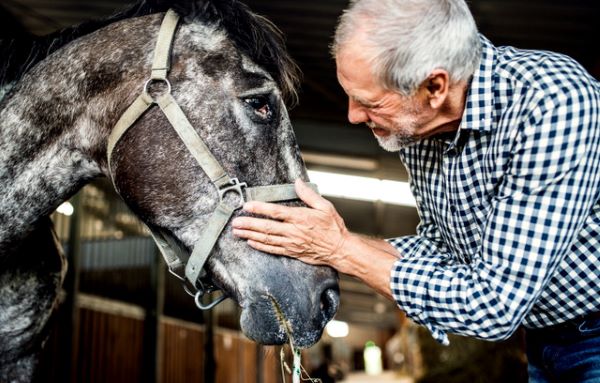 Benefits of Structured Exercise for Senior Horses Explored