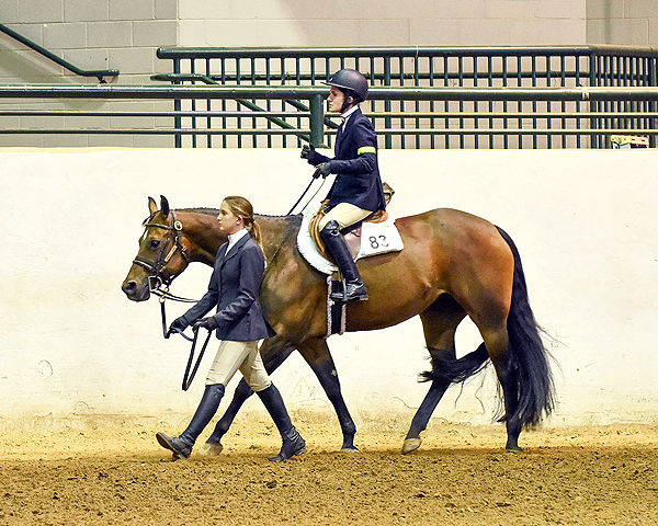 Around the Rings – 2024 Dixie National QH EWD Show