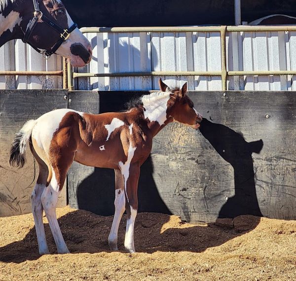 EC Foal Photo of the Day – Gotta Kiss Myself, I’m So Pretty