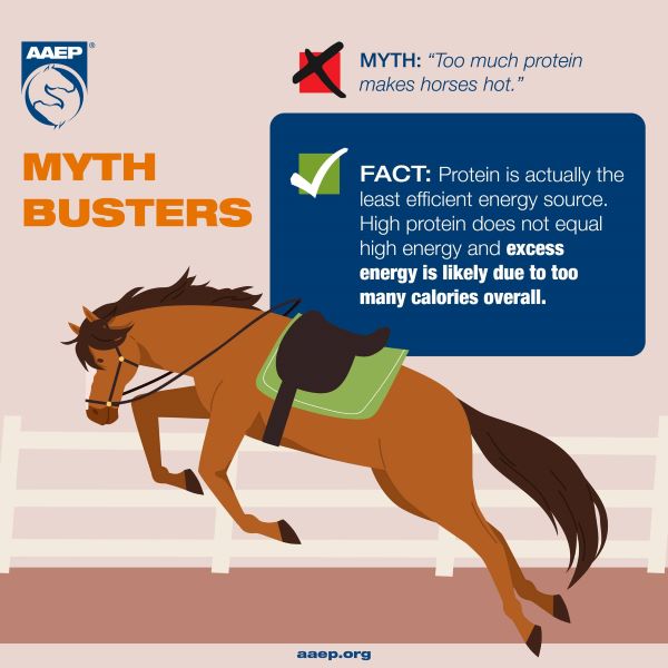 Mythbusters from AAEP: Horses and Protein